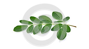 Moringa leaves over white background