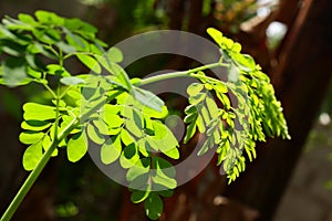 Moringa leaves in sunlight ,