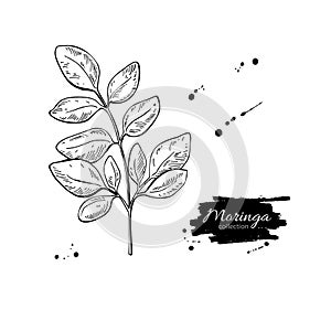 Moringa leaves superfood drawing. Isolated hand drawn il photo