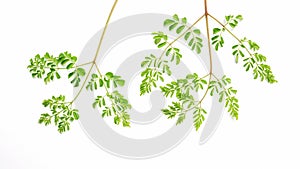 Moringa leaves Thai herbs on a white background