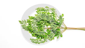 Moringa leaves Thai herbs on a white background