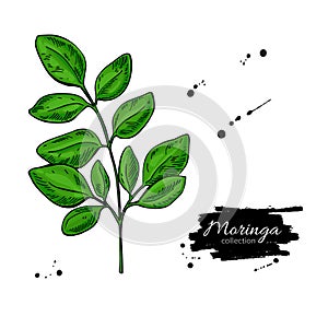 Moringa leaves. Vector superfood branch drawing. photo