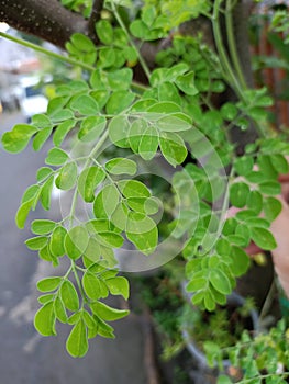 moringa leaves very usefull for health photo