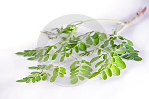 Moringa leaves on white background