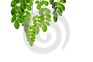 Moringa leaves on white background