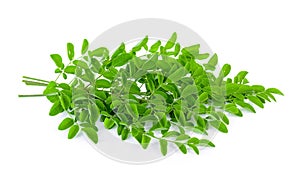 Moringa leaves photo