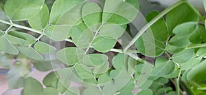 Moringa leaves are widely exported to various countries because they are rich in properties to cure various diseases