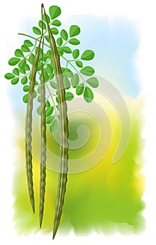 Moringa oleifera. photo