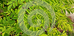 Moringa oleifera, Common names include moringa, drumstick tree, horseradish tree, and ben oil tree photo