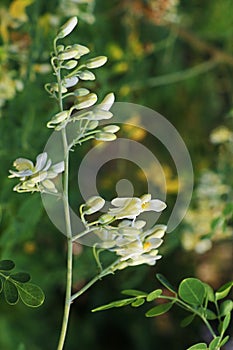 Moringa oleifera is a drought resistant tree of the family Moringaceae, native to the Indian subcontinent. Common names include