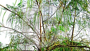 Moringa oleifera or drumstick or sahjan tree
