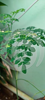 Moringa oleifera is a fast growing, drought tolerant tree from the Moringaceae family