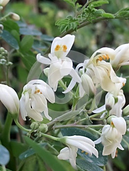 Moringa oleifera flower plant arbre