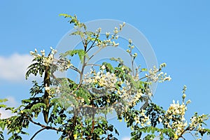 Moringa oleifera with flowers and fruit