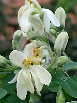 Moringa oleifera flowers plant arbre