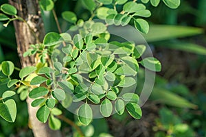 Moringa Oleifera known as the drum stick tree photo