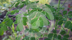 Moringa oleifera leaf, called miracle leaf