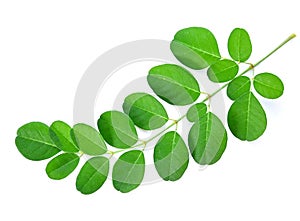 Moringa oleifera leaf isolated on a white background