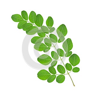 Moringa oleifera leaves photo