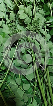 Moringa oleifera leaves. A plant from the Moringaceae tribe