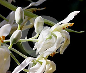 Moringa oleifera, Moringa, Drumstick tree