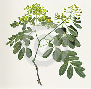 Moringa Oleifera, Moringa Drumstick Tree, Horseradish, Ben Oil, Benzolive Tree Abstract Generative AI Illustration