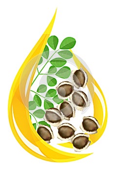 Moringa oleifera oil. Stylized drop. photo