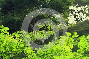 Moringa oleifera Outdoor Picture