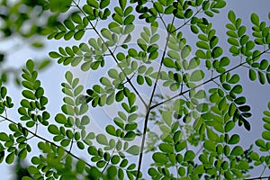 Moringa oleifera Outdoor Picture Sky