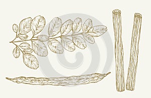 Moringa Oleifera Plant. Hand Drawn Sketch Superfood Herbs Vector Illustration. Natural Food Doodle Isolated