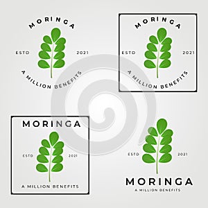 moringa oleifera set logo, miracle tree logo vector illustration design, natural medical , a million benefits