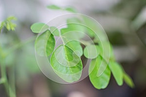 Moringa Oleifera Tree Leaves Closeup