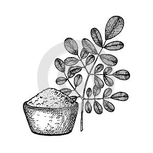 Moringa oleifera. Vegan superfood. Hand draw sketch