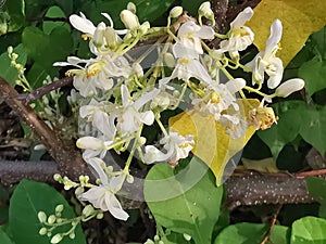 Moringa oleifera the white flowering which is fragrant and hermaphroditic.