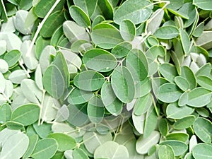 MORINGA PLANT