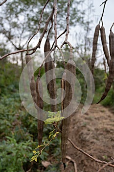 Moringa plantation in Africa