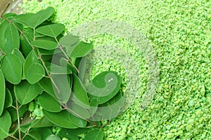 Moringa powder and leaves