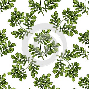 Moringa. Seamless botanical pattern