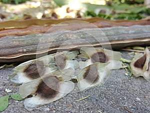 Moringa seed has thin cellophane like triangle,