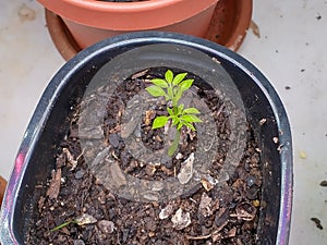 Moringa seedling