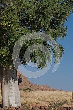 Moringa tree photo