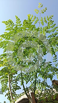 Moringa tree against a blue sky background