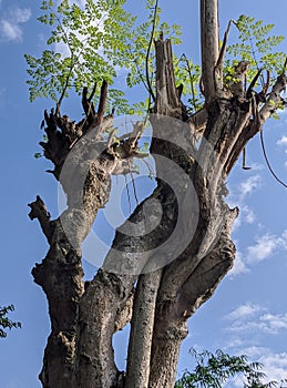 Moringa Tree and Blue Sky