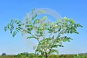 Moringa tree on the field photo