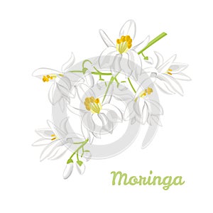Moringa white flowers isolated on white background. Blooming branch of plant Moringa oleifera. Vector