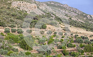 Moriscos green belt along the Sierra Grande hillside, Hornachos, Extremadura, Spain photo