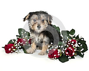 Morkie Puppy