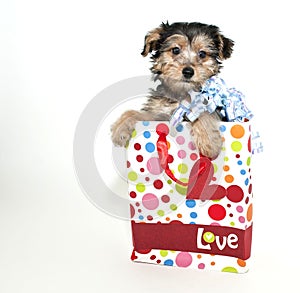 Morkie Puppy photo