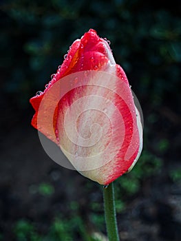 Morming Dew on Tulip photo