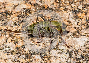 Mormon Cricket